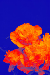 Bright orange-red peonies digitally enhanced with a thermal-like color treatment over an intense blue background. Bold, eye-catching floral artwork. Copy space © Yevhenii Khil