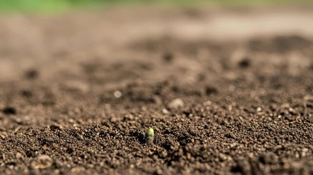 Woman hand sowing seed in soil, parable of the sower concept. New growth and spring planting footage.