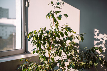 Ficus indoor sunlight casting dramatic shadows on minimalist white office wall with copy space