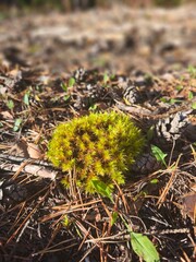 Bright green moss cushion growing among pine needles and cones on the forest floor, detailed natural texture background, macro shot of woodland ecosystem in sunlight.