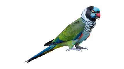 Hooded parrot isolated on transparent background