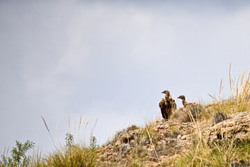 Griffon vultures or Gyps fulvus perched on the mountain.