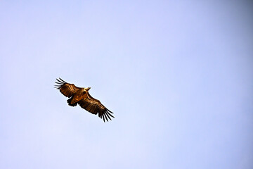 Griffon Vulture or Gyps fulvus in flight.