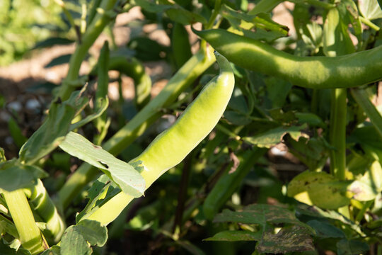 Gousse de l&eacute;gume de f&egrave;ve fra&icirc;che en terre au soleil