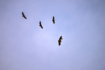 Group of Griffon Vultures or Gyps fulvus in flight.
