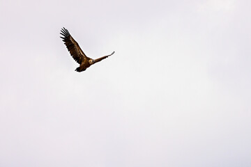 Griffon Vulture or Gyps fulvus in flight.