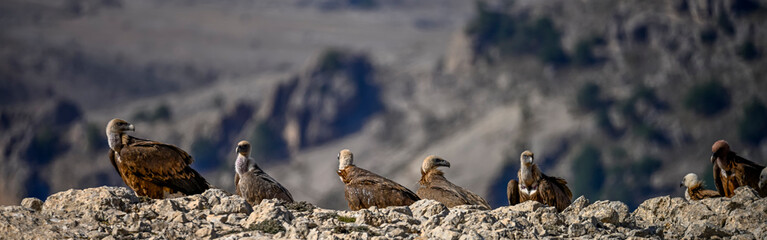 Griffon vultures or Gyps fulvus perched on the mountain.