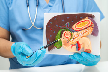 Liver with gallbladder, pancreas spleen and duodenum, Asian doctor holding human anatomy model for study diagnosis and treatment in hospital.
