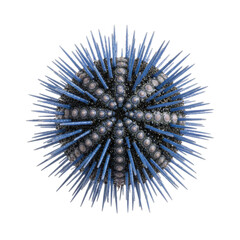 Obraz premium Isolated Blue Sea Urchin Marine Life