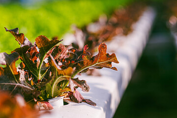 Growing green lettuce or organic salad vegetable With hydroponic systems in the greenhouse by controlling water and fertilizer using a small pipe Without soil for planting, digital smart farm
