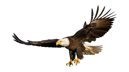 Realistic bald eagle, hunting, flying, Image of a wild eagle isolated on transparent background