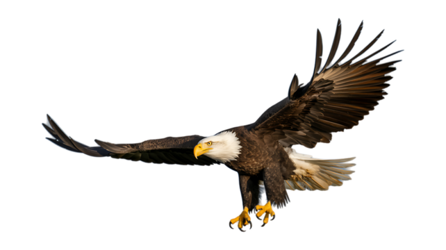 Realistic bald eagle, hunting, flying, Image of a wild eagle isolated on transparent background