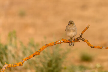 Chaffinch or Fringilla coelebs, perched on a twig.