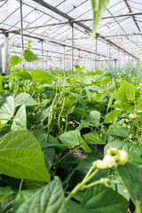 Pieds de haricots verts sous serre