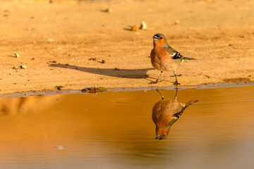 Chaffinch or Fringilla coelebs, reflected in the golden pool.