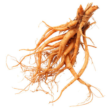 fingerroot cluster on transparent png background
