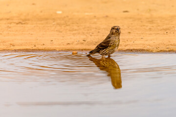Crossbill or Loxia curvirostra, reflected in a golden spring.