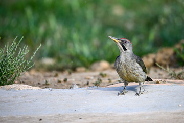 Great Spotted Woodpecker, perched on the ground.