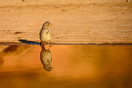 Triguero or Emberiza calandra, reflected in the golden spring.