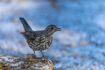 Common Thrush or Turdus viscivorus, perched on a rock.