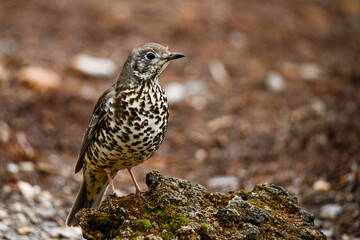 Common Thrush or Turdus viscivorus, perched on a rock.