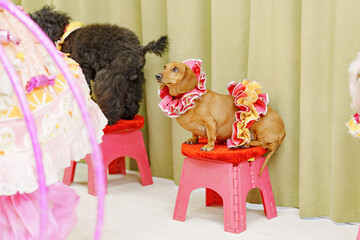 Dogs dressed in colorful costumes sitting on stools during a pet event