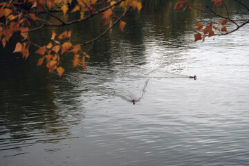 An autumn day at the pond. In the center of the frame is a small duck moving forward, leaving a long trail in the water. The bright orange leaves on the tree branches create a pop of color and depth.