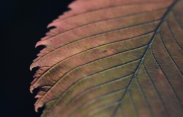 Close up of a bright autumnal leaf on a black background