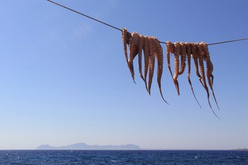 dried octopus at the sea