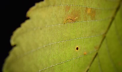Close up of a bright autumnal leaf on a black background