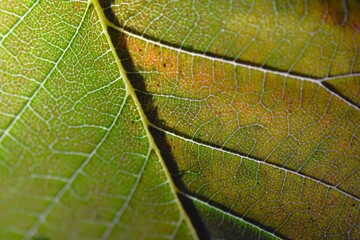 Close up of a bright autumnal leaf on a black background