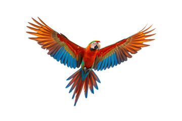 Fototapeta premium Scarlet macaw in flight displaying spread wings with vibrant red, orange, blue and yellow plumage patterns, isolated on a transparent background