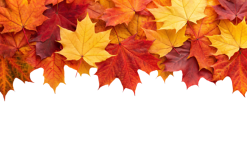 Colorful fall maple leaves scattered across top half of frame, isolated on a transparent background