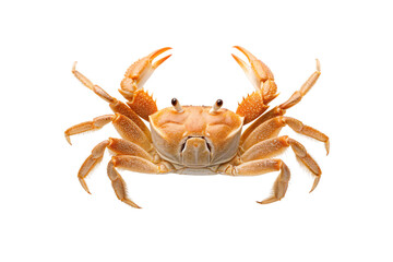 Orange spotted crab with raised claws in threatening display position viewed frontally, isolated on a transparent background