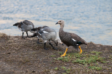Upland Goose, Chloephaga picta, Tierra del Fuego National Park, Patagonia, Argentina.