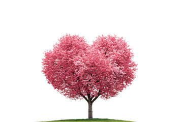 Cherry blossom tree adorned with soft pink flowers creating full romantic canopy on green grass base, isolated on a transparent background