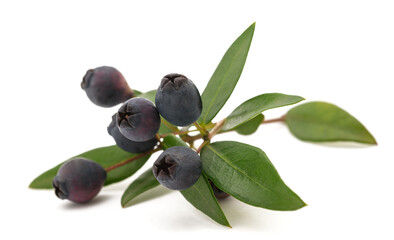 myrtle branch with berries