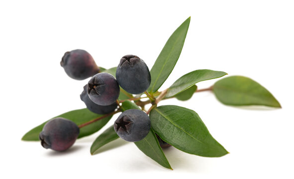 myrtle branch with berries