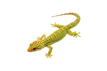 Naklejka premium Bright green and orange spotted gecko displaying vivid coloration and climbing position overhead, isolated on a transparent background
