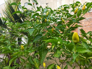 Chili plants growing in the yard.