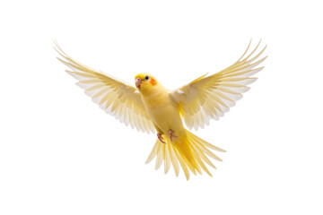 Obraz premium Yellow lutino parakeet budgie in flight with wings extended wide, light plumage, small orange face, isolated on a transparent background