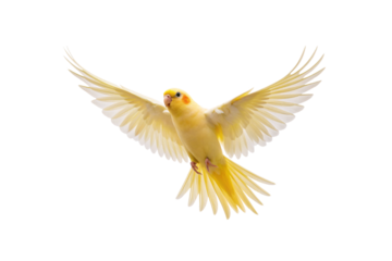 Yellow lutino parakeet budgie in flight with wings extended wide, light plumage, small orange face, isolated on a transparent background