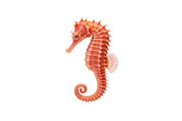 Fototapeta premium seahorse, vibrant coral orange with stripes, upright posture, pronounced spines, front facing view, isolated on a transparent background