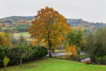 Colorful autumn garden with colorful trees