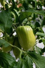 Focus sur une grappe de tomates allongées vertes sous serre