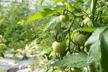 Pied de tomates rondes vertes sous serre