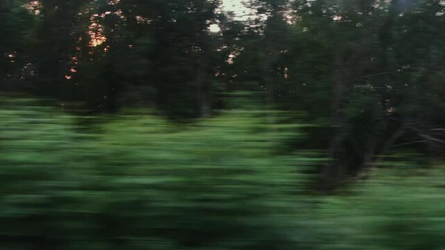 Fast side-view of A dense forest from A moving vehicle. Motion blur creates an abstract green pattern. Glimpses of sunset peek through the trees.