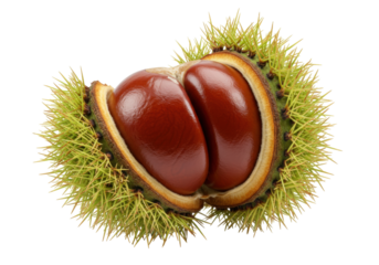 Isolated horse chestnut in spiky shell showing nuts inside, ready to fall from tree outdoors