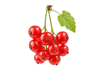 Isolated bunch of ripe red currants, fresh berries ready to eat as a healthy ingredient