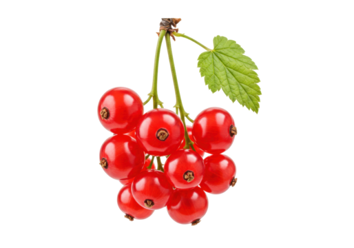Isolated bunch of ripe red currants, fresh berries ready to eat as a healthy ingredient